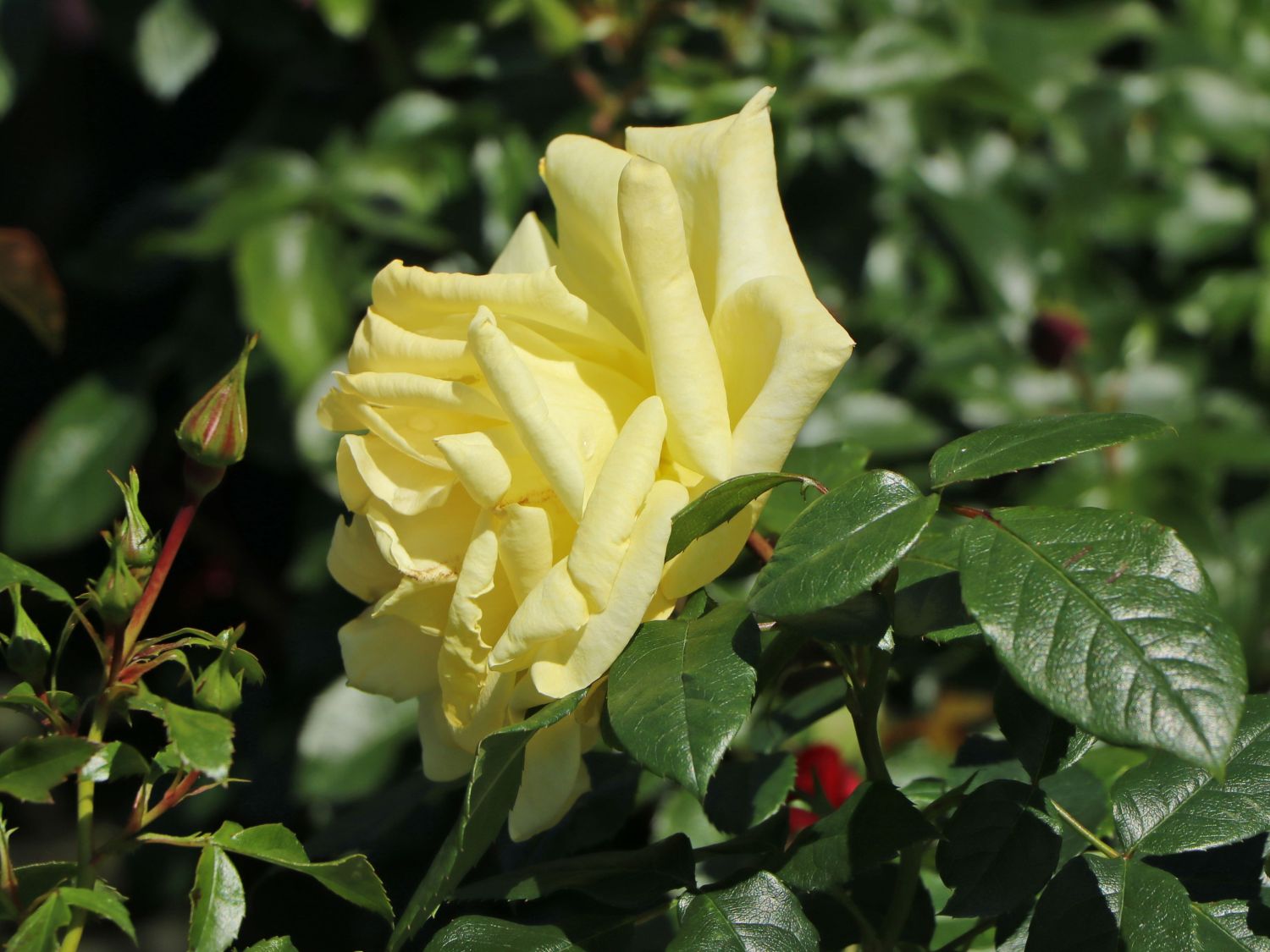 Edelrose 'Limona' ® - Rosa 'Limona' ® ADR-Rose