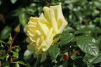Edelrose 'Limona' ® - Rosa 'Limona' ® ADR-Rose