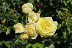 Edelrose 'Limona' ® - Rosa 'Limona' ® ADR-Rose