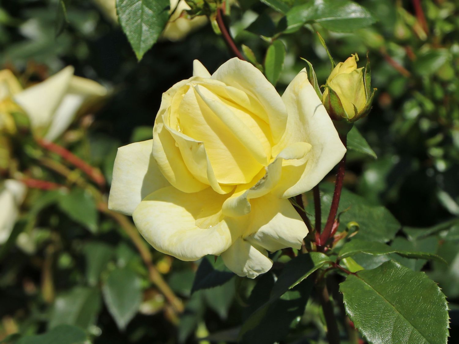 Edelrose 'Limona' ® - Rosa 'Limona' ® ADR-Rose