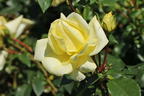 Edelrose 'Limona' ® - Rosa 'Limona' ® ADR-Rose