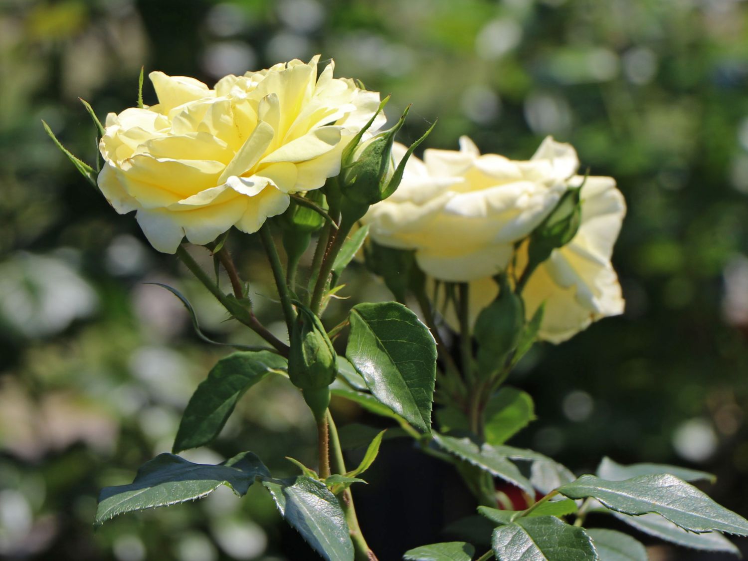 Edelrose 'Limona' ® - Rosa 'Limona' ® ADR-Rose