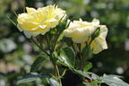 Edelrose 'Limona' ® - Rosa 'Limona' ® ADR-Rose