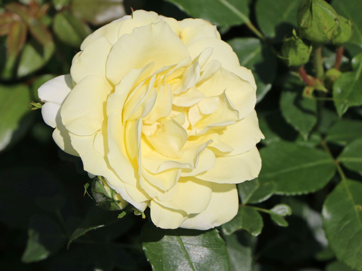 Edelrose 'Limona' ® - Rosa 'Limona' ® ADR-Rose