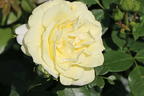 Edelrose 'Limona' ® - Rosa 'Limona' ® ADR-Rose