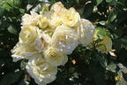 Edelrose 'Limona' ® - Rosa 'Limona' ® ADR-Rose
