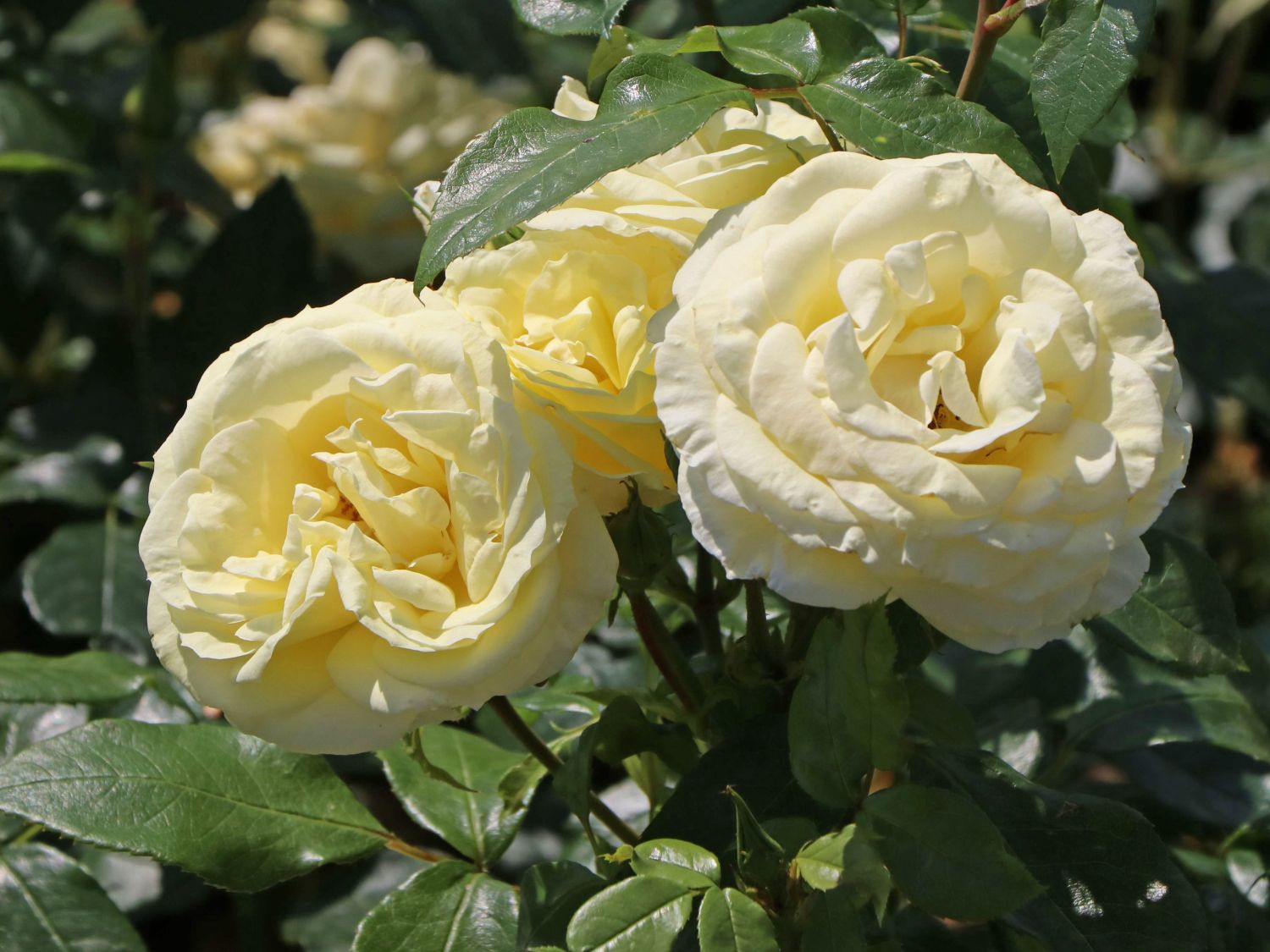 Edelrose 'Limona' ® - Rosa 'Limona' ® ADR-Rose