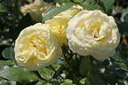 Edelrose 'Limona' ® - Rosa 'Limona' ® ADR-Rose