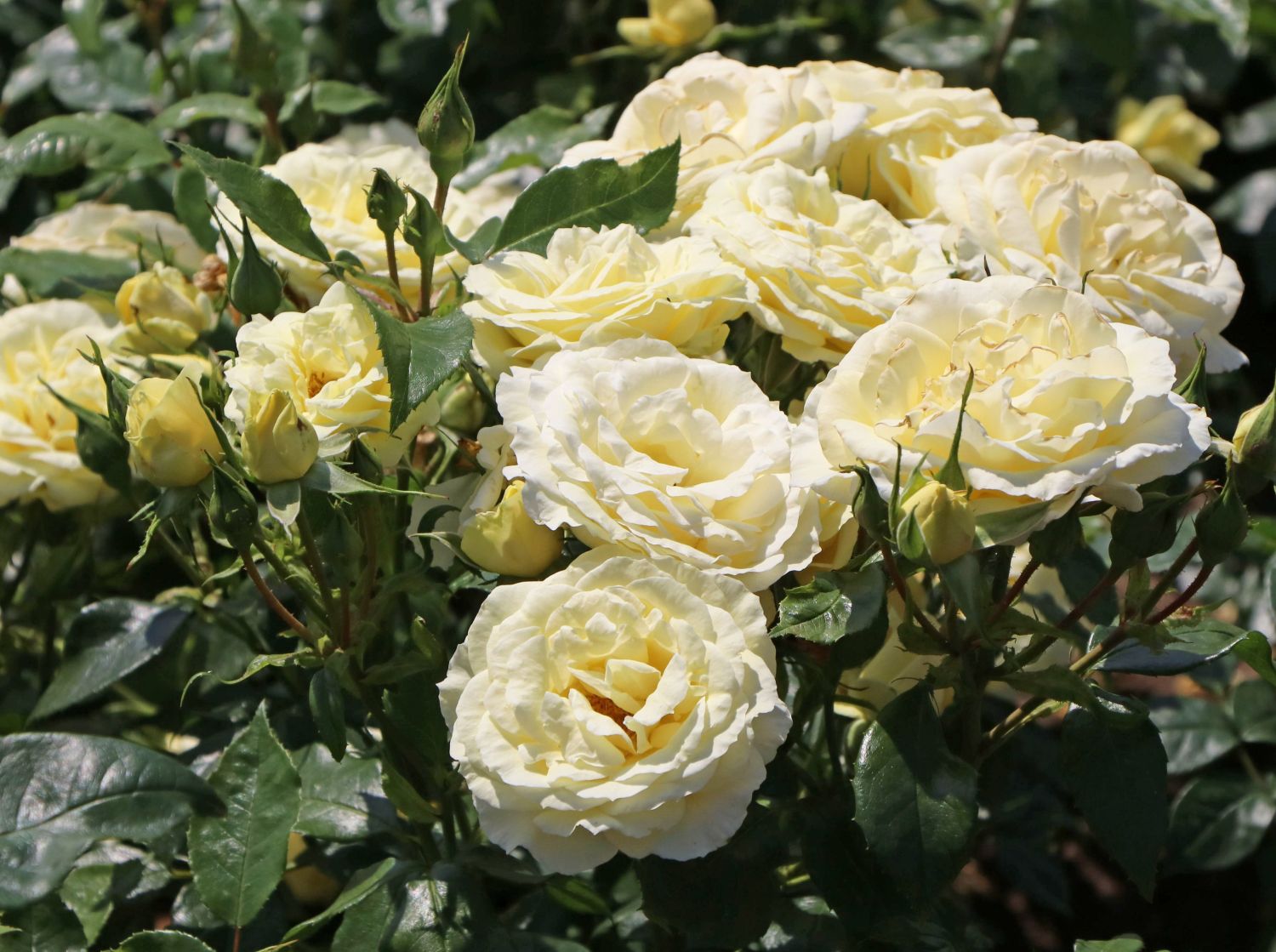 Edelrose 'Limona' ® - Rosa 'Limona' ® ADR-Rose
