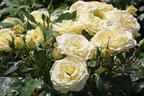 Edelrose 'Limona' ® - Rosa 'Limona' ® ADR-Rose