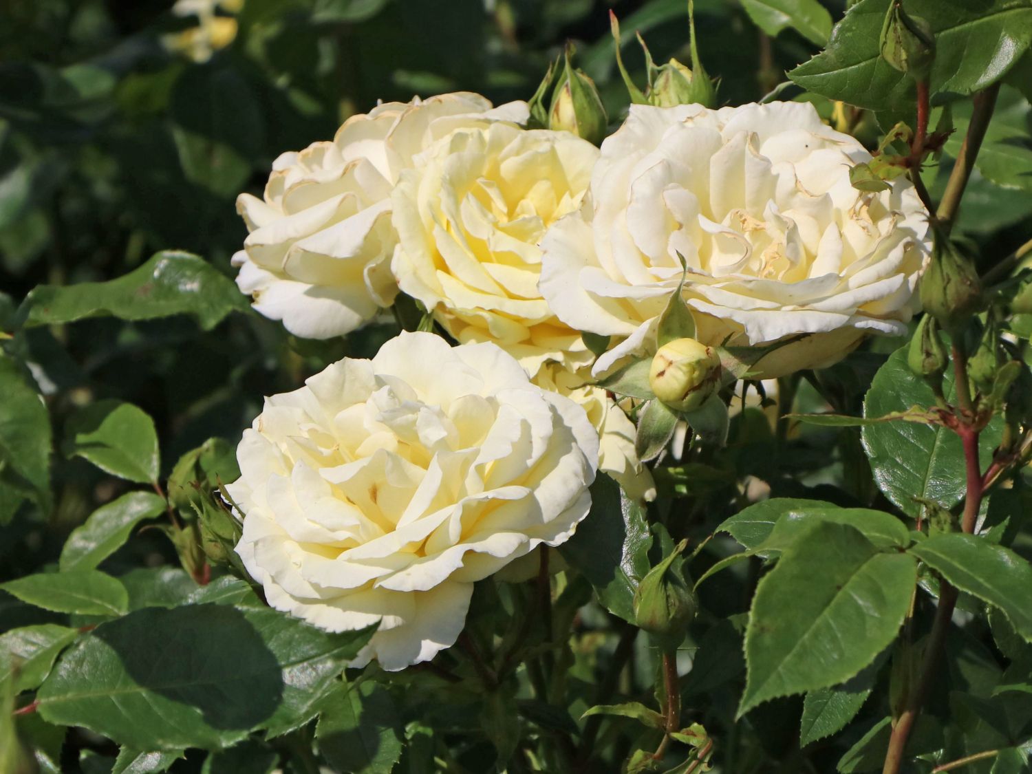 Edelrose 'Limona' ® - Rosa 'Limona' ® ADR-Rose