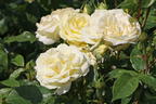 Edelrose 'Limona' ® - Rosa 'Limona' ® ADR-Rose