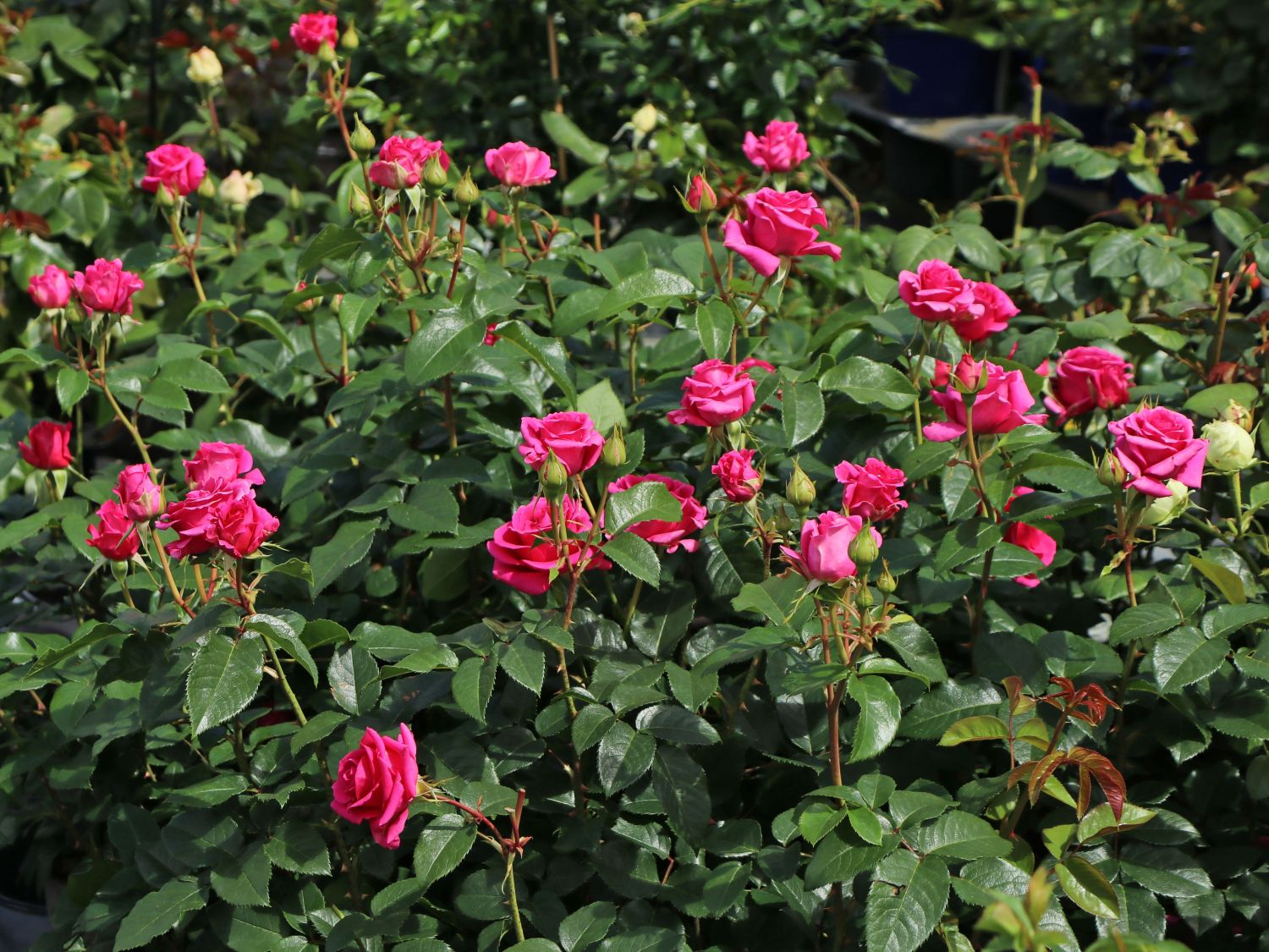 Edelrose 'Love Letter' ® - Rosa 'Love Letter' ®