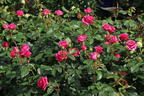 Edelrose 'Love Letter' ® - Rosa 'Love Letter' ®