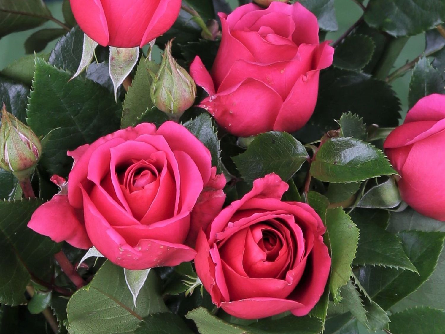 Edelrose 'Love Letter' ® - Rosa 'Love Letter' ®