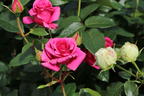 Edelrose 'Love Letter' ® - Rosa 'Love Letter' ®