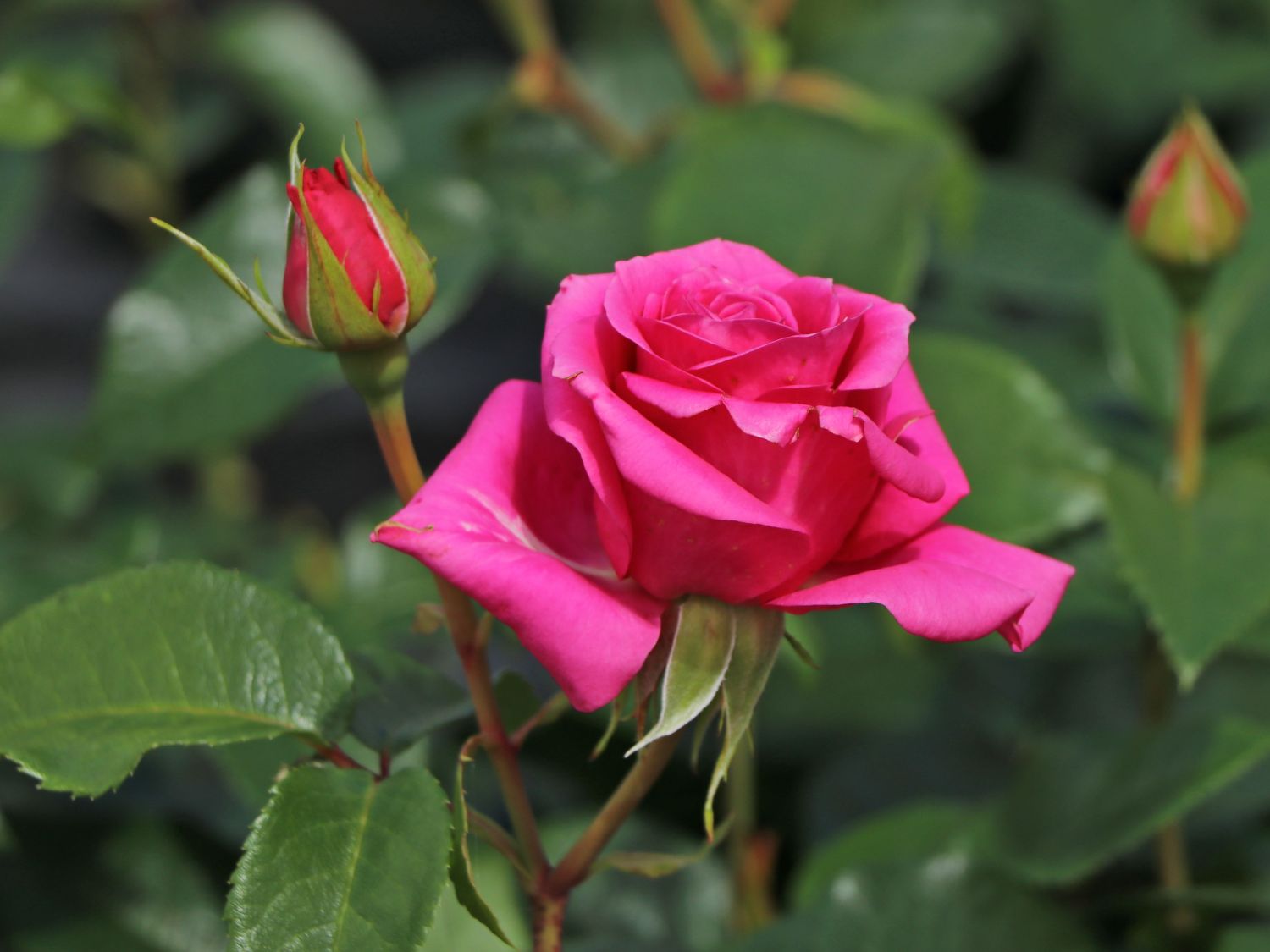 Edelrose 'Love Letter' ® - Rosa 'Love Letter' ®