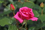 Edelrose 'Love Letter' ® - Rosa 'Love Letter' ®