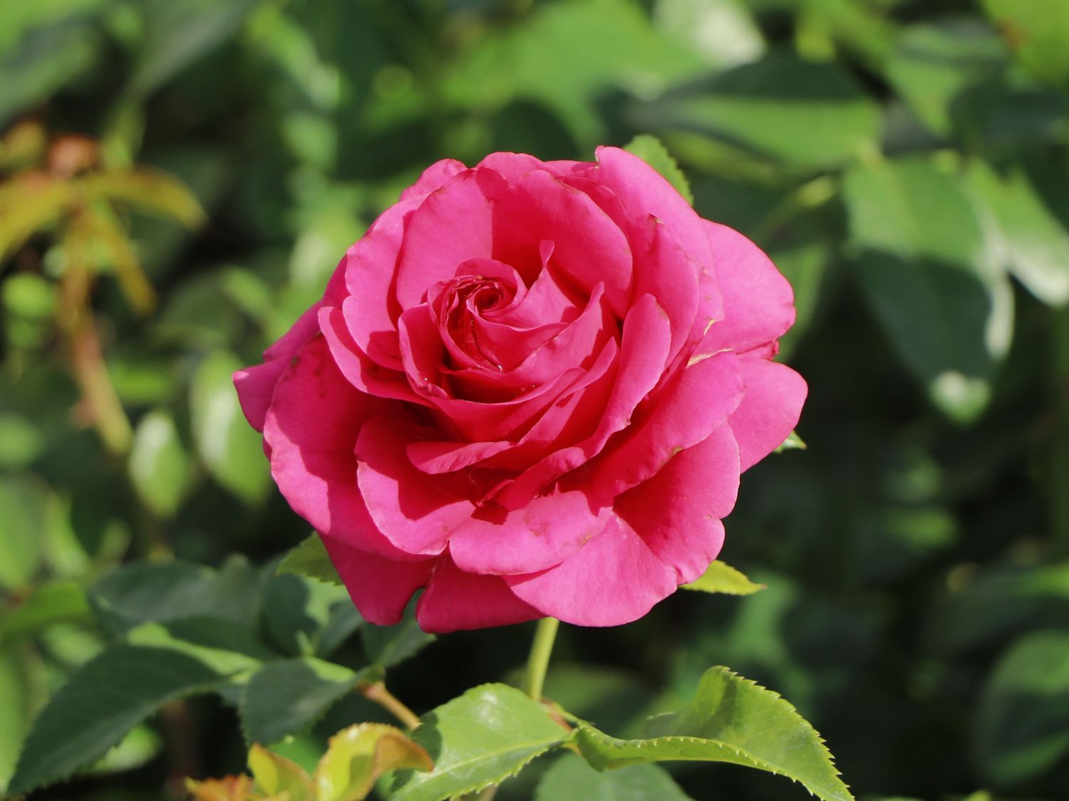 Edelrose 'Love Letter' ® - Rosa 'Love Letter' ®