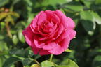 Edelrose 'Love Letter' ® - Rosa 'Love Letter' ®