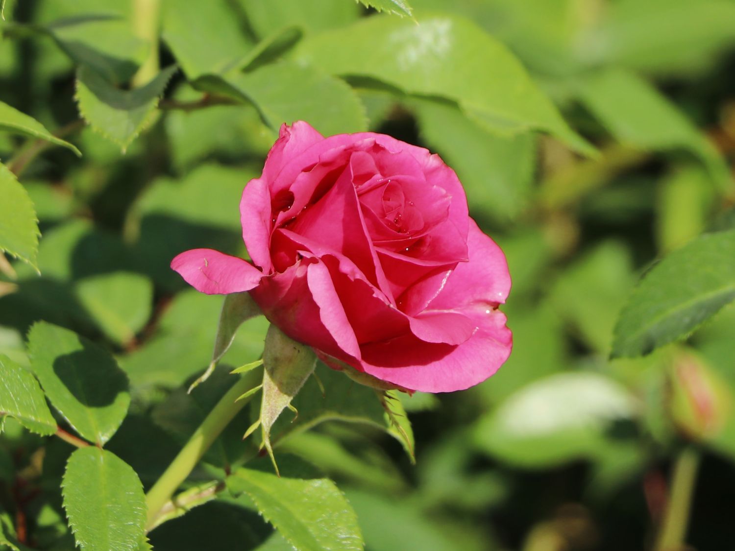 Edelrose 'Love Letter' ® - Rosa 'Love Letter' ®