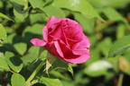 Edelrose 'Love Letter' ® - Rosa 'Love Letter' ®