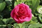 Edelrose 'Love Letter' ® - Rosa 'Love Letter' ®