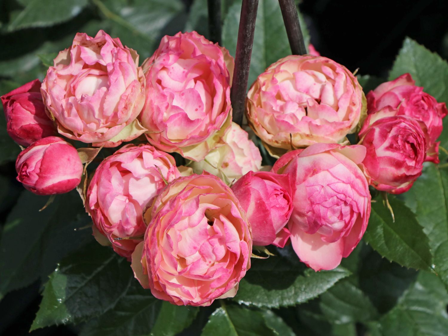 Edelrose 'Lovely Rokoko' ®