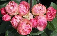 Edelrose 'Lovely Rokoko' ®