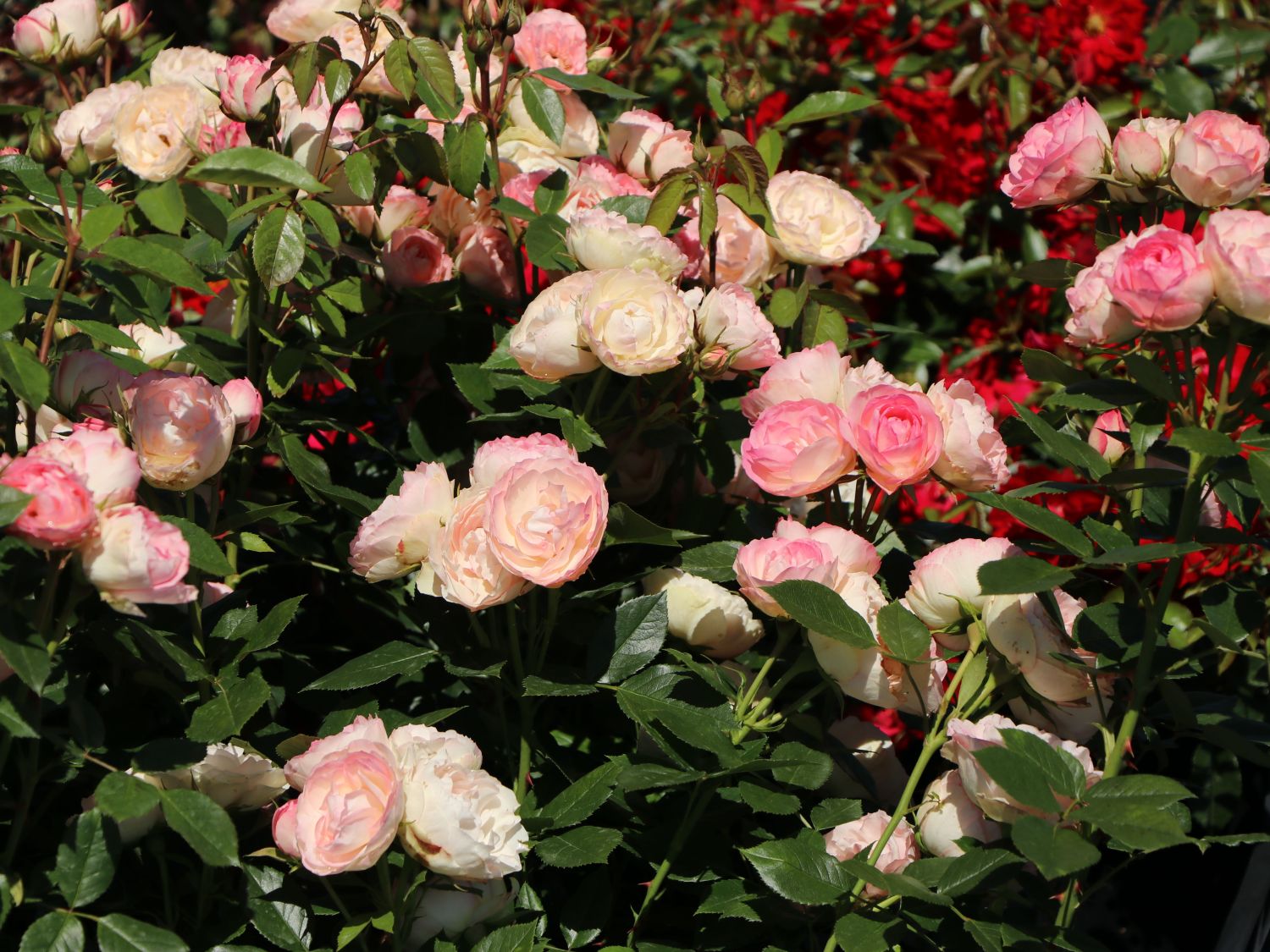 Edelrose 'Lovely Rokoko' ® - Rosa 'Lovely Rokoko' ® / Noblesse® Spray-Rose