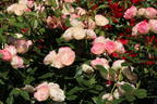Edelrose 'Lovely Rokoko' ® - Rosa 'Lovely Rokoko' ® / Noblesse® Spray-Rose