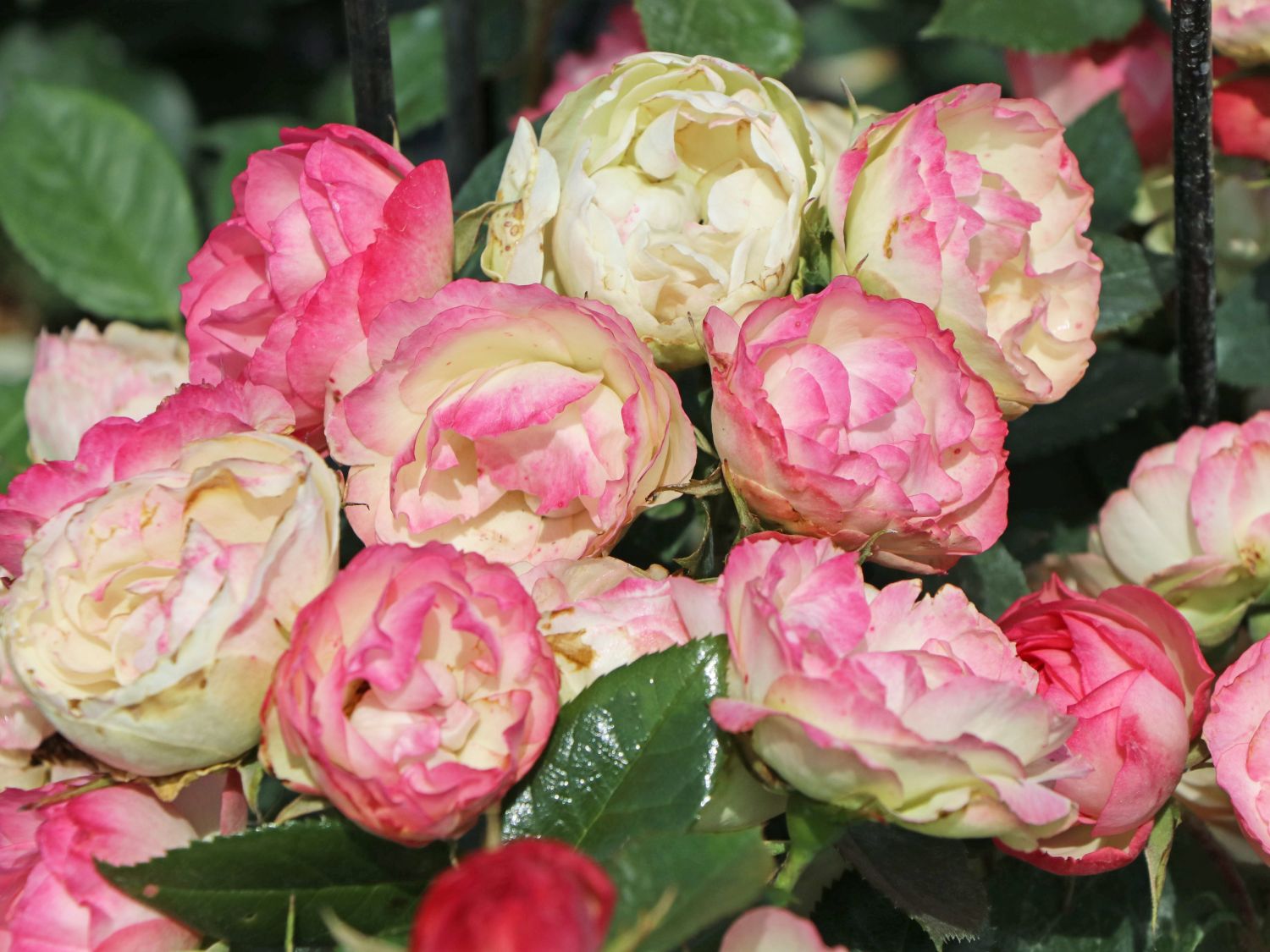 Edelrose 'Lovely Rokoko' ® - Rosa 'Lovely Rokoko' ® / Noblesse® Spray-Rose
