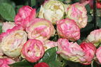 Edelrose 'Lovely Rokoko' ® - Rosa 'Lovely Rokoko' ® / Noblesse® Spray-Rose