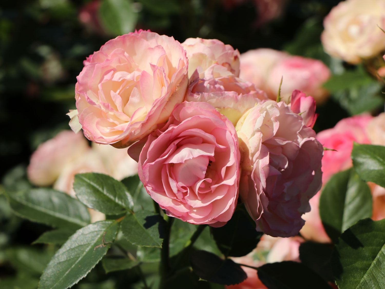 Edelrose 'Lovely Rokoko' ® - Rosa 'Lovely Rokoko' ® / Noblesse® Spray-Rose