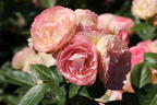 Edelrose 'Lovely Rokoko' ® - Rosa 'Lovely Rokoko' ® / Noblesse® Spray-Rose
