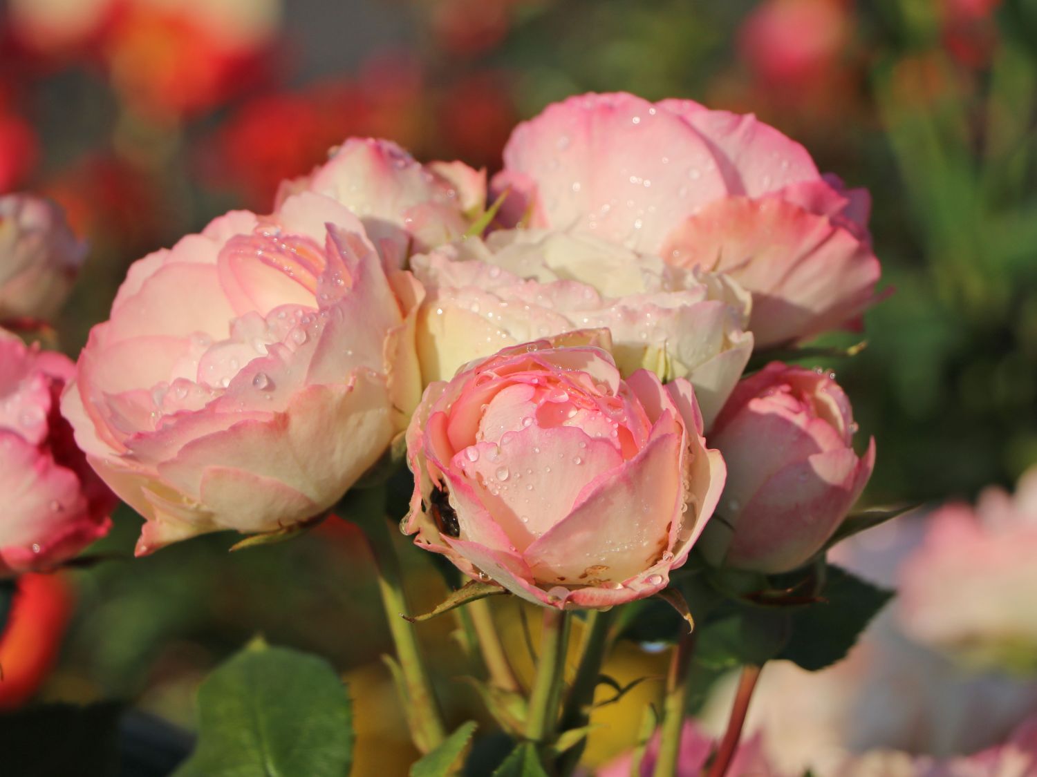 Edelrose 'Lovely Rokoko' ® - Rosa 'Lovely Rokoko' ® / Noblesse® Spray-Rose