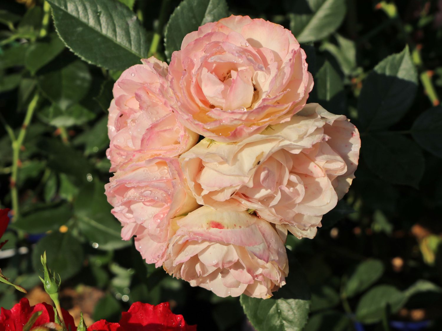 Edelrose 'Lovely Rokoko' ® - Rosa 'Lovely Rokoko' ® / Noblesse® Spray-Rose