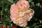Edelrose 'Lovely Rokoko' ® - Rosa 'Lovely Rokoko' ® / Noblesse® Spray-Rose
