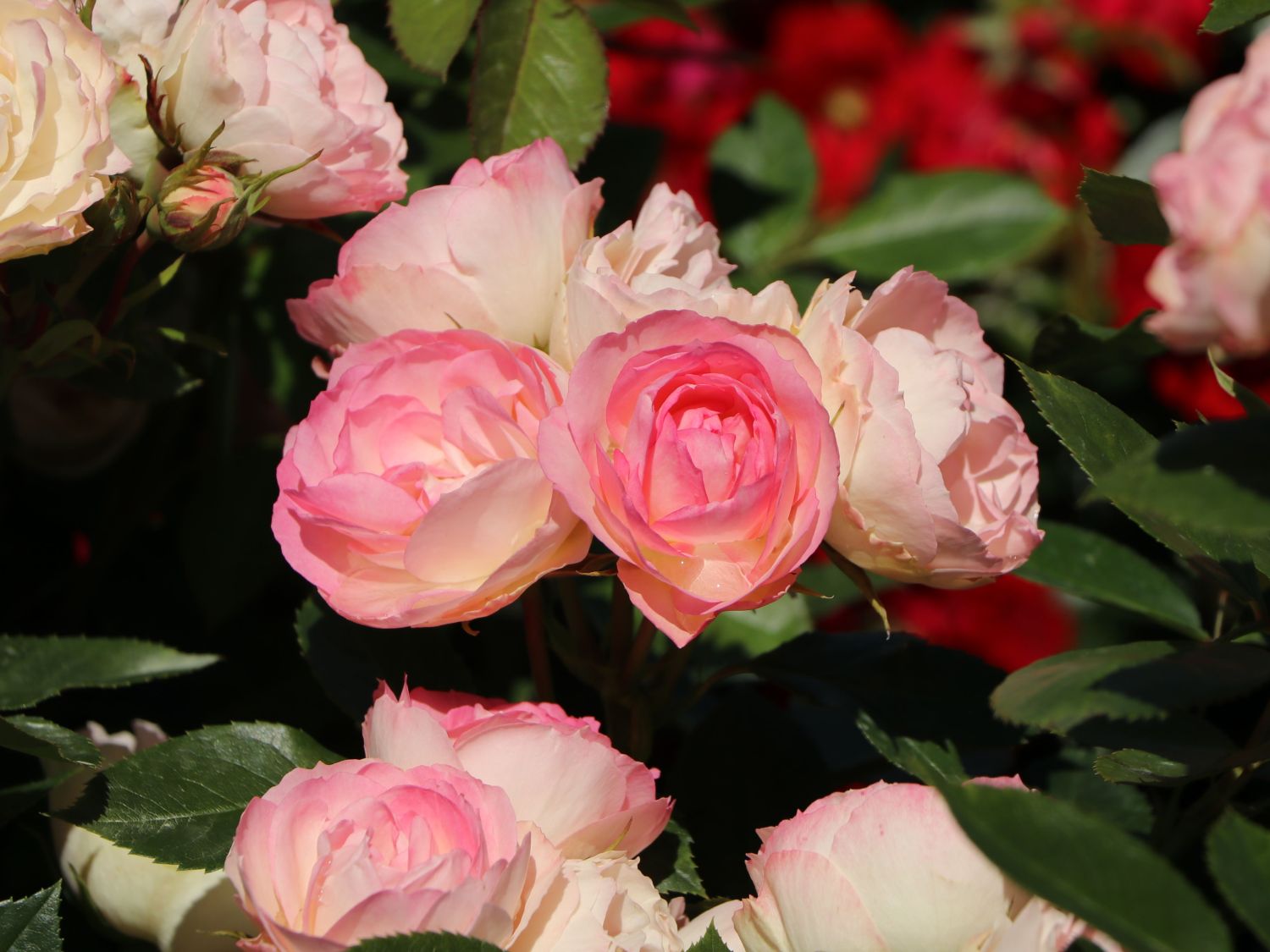 Edelrose 'Lovely Rokoko' ® - Rosa 'Lovely Rokoko' ® / Noblesse® Spray-Rose