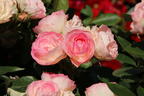 Edelrose 'Lovely Rokoko' ® - Rosa 'Lovely Rokoko' ® / Noblesse® Spray-Rose
