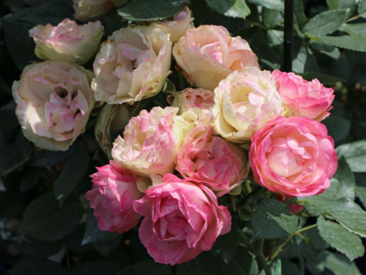 Edelrose 'Lovely Rokoko' ® - Rosa 'Lovely Rokoko' ® / Noblesse® Spray-Rose