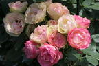 Edelrose 'Lovely Rokoko' ® - Rosa 'Lovely Rokoko' ® / Noblesse® Spray-Rose