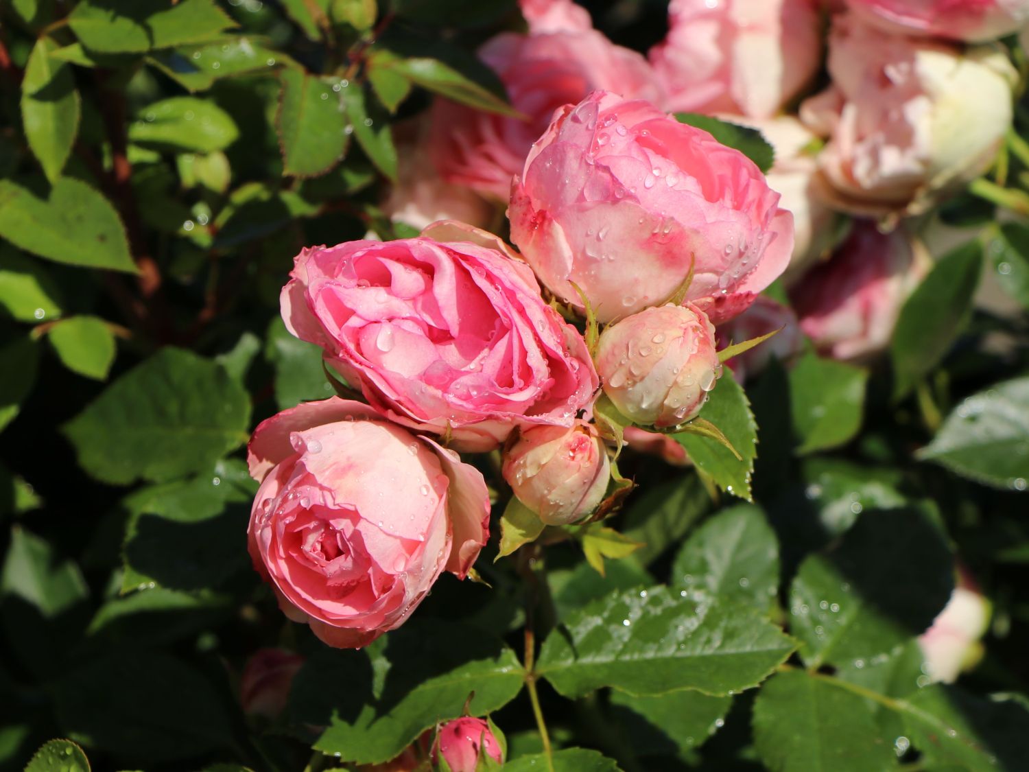 Edelrose 'Lovely Rokoko' ® - Rosa 'Lovely Rokoko' ® / Noblesse® Spray-Rose