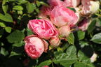 Edelrose 'Lovely Rokoko' ® - Rosa 'Lovely Rokoko' ® / Noblesse® Spray-Rose