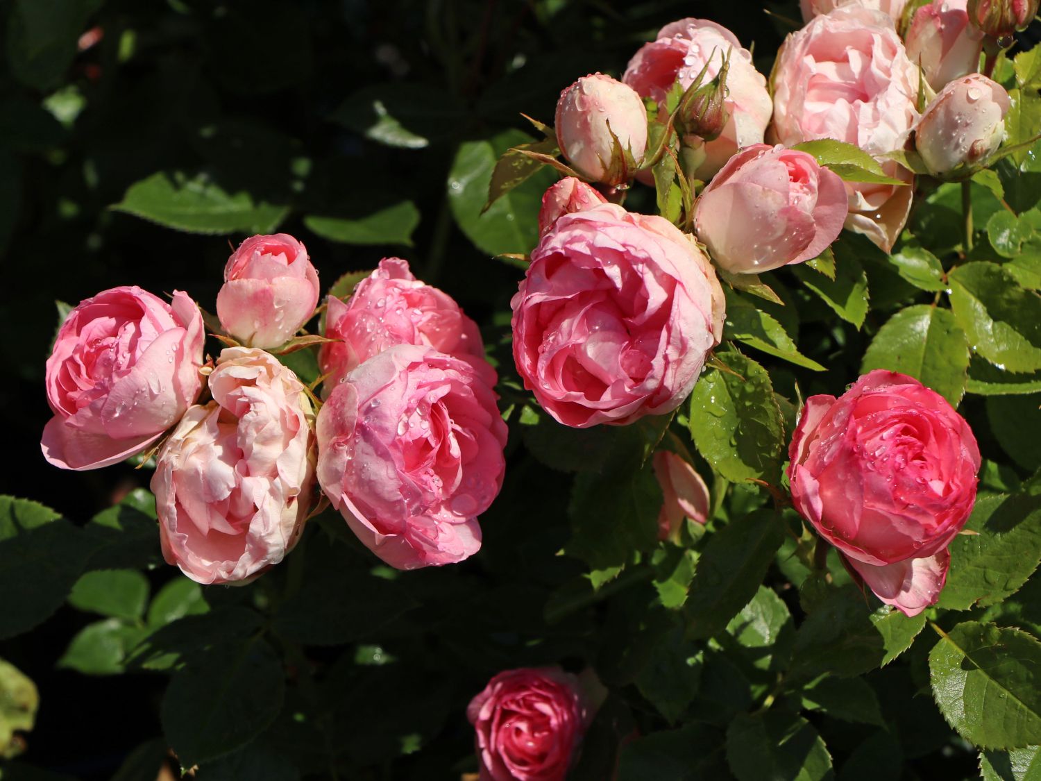 Edelrose 'Lovely Rokoko' ® - Rosa 'Lovely Rokoko' ® / Noblesse® Spray-Rose