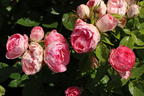 Edelrose 'Lovely Rokoko' ® - Rosa 'Lovely Rokoko' ® / Noblesse® Spray-Rose