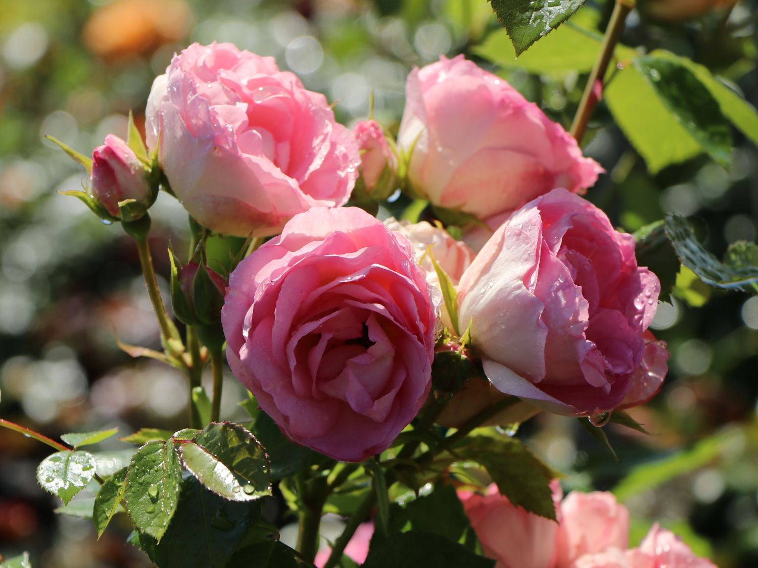 Edelrose 'Lovely Rokoko' ® - Rosa 'Lovely Rokoko' ® / Noblesse® Spray-Rose