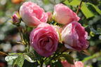 Edelrose 'Lovely Rokoko' ® - Rosa 'Lovely Rokoko' ® / Noblesse® Spray-Rose