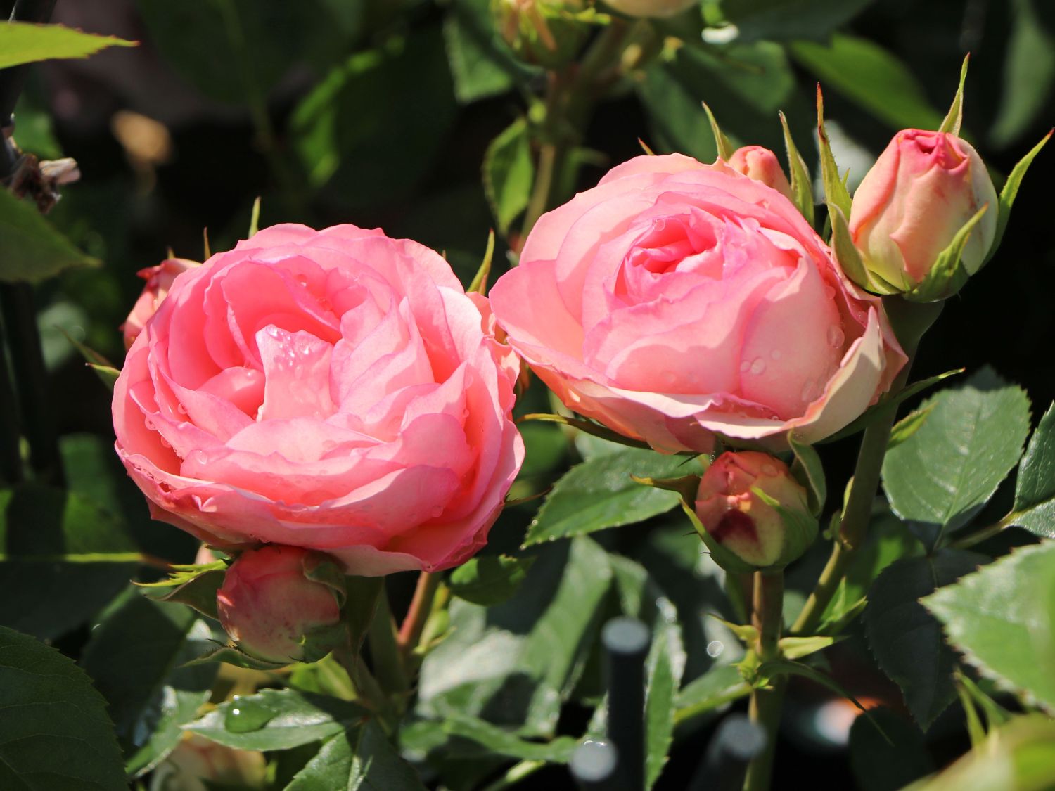 Edelrose 'Lovely Rokoko' ® - Rosa 'Lovely Rokoko' ® / Noblesse® Spray-Rose