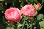 Edelrose 'Lovely Rokoko' ® - Rosa 'Lovely Rokoko' ® / Noblesse® Spray-Rose